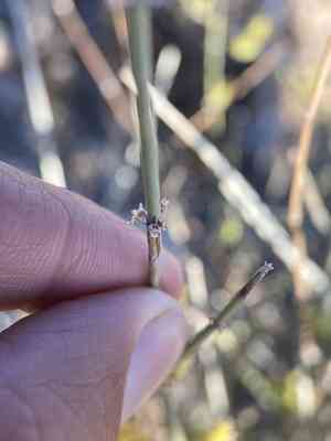 Death valley jointfir(Ephedra funerea)