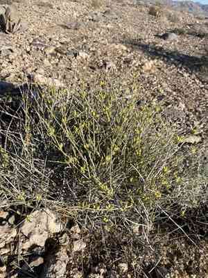 Death valley jointfir(Ephedra funerea)