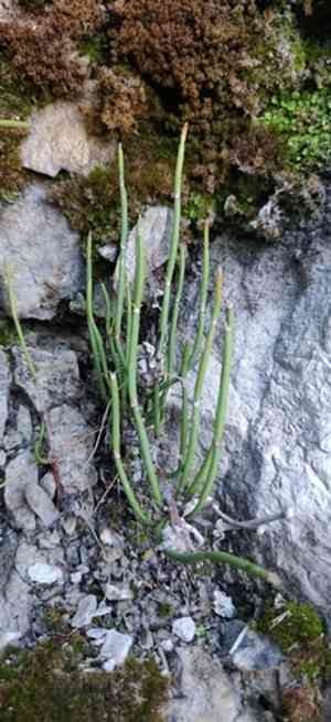 Gerard jointfir(Ephedra gerardiana)