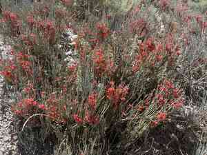 Gerard jointfir(Ephedra gerardiana)