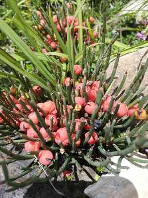 Gerard jointfir(Ephedra gerardiana)