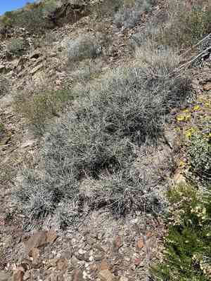 Nevada ephedra(Ephedra nevadensis)