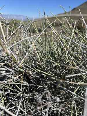Nevada ephedra(Ephedra nevadensis)