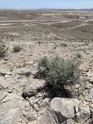 Nevada ephedra(Ephedra nevadensis)