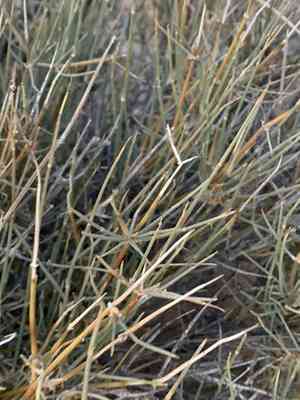 Nevada ephedra(Ephedra nevadensis)