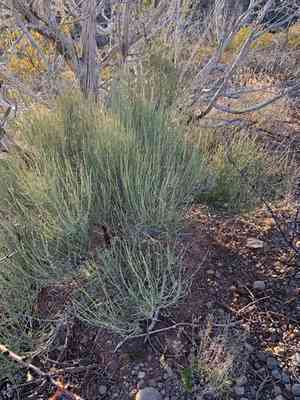 Green Ephedra(Ephedra viridis)