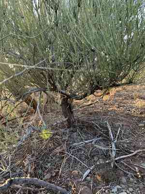 Green Ephedra(Ephedra viridis)