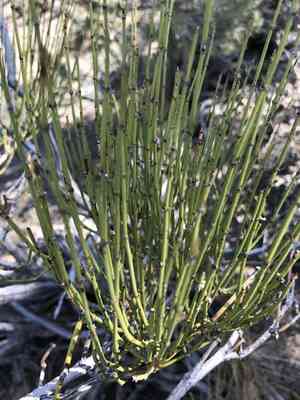 Green Ephedra(Ephedra viridis)