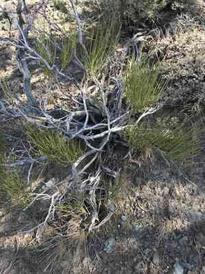 Green Ephedra(Ephedra viridis)