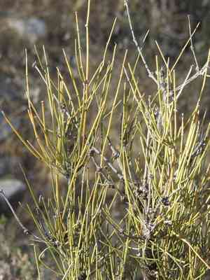 Joint-pines (Ephedra)(Ephedra)