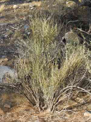 Joint-pines (Ephedra)(Ephedra)