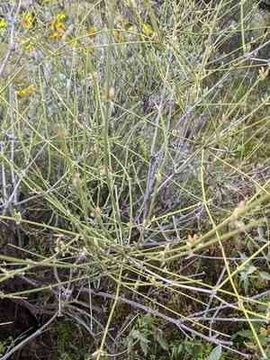 Joint-pines (Ephedra)(Ephedra)