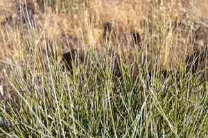 Joint-pines (Ephedra)(Ephedra)