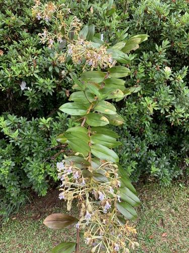 Epidendrum exasperatum (Epidendrum exasperatum) Care Guide: Pests ...