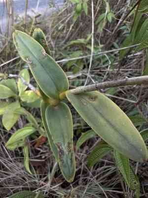 Crucifix orchid(Epidendrum ibaguense)