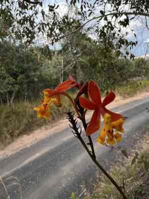 Crucifix orchid(Epidendrum ibaguense)