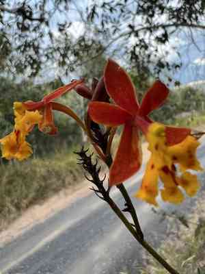 Crucifix orchid(Epidendrum ibaguense)