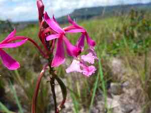 Crucifix orchid(Epidendrum ibaguense)
