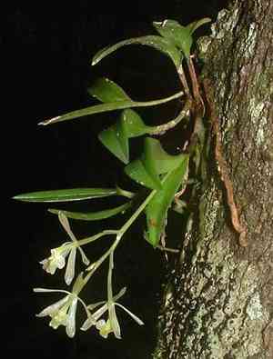 Greenfly orchid(Epidendrum magnoliae)