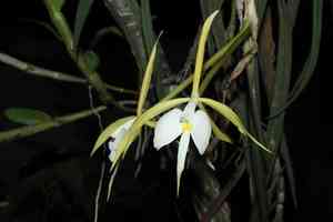 Epidendrum parkinsonianum(Epidendrum parkinsonianum)