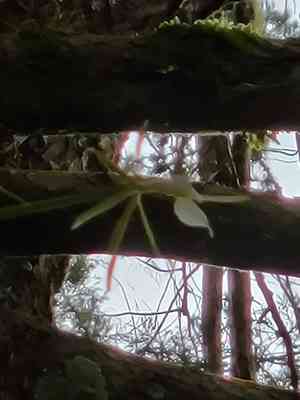 Epidendrum parkinsonianum(Epidendrum parkinsonianum)