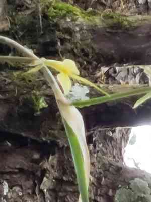 Epidendrum parkinsonianum(Epidendrum parkinsonianum)