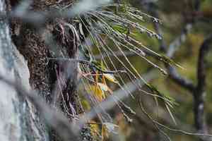Epidendrum parkinsonianum(Epidendrum parkinsonianum)