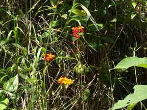 Fire-star orchid(Epidendrum radicans)