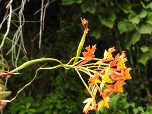 Fire-star orchid(Epidendrum radicans)