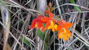 Fire-star orchid(Epidendrum radicans)