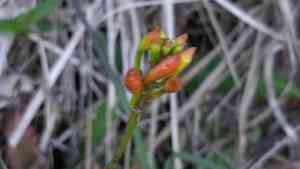 Fire-star orchid(Epidendrum radicans)