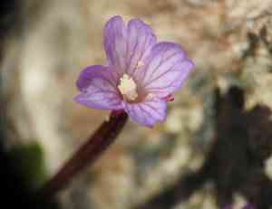 Pimpernel willowherb(Epilobium anagallidifolium)