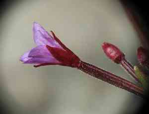 Pimpernel willowherb(Epilobium anagallidifolium)