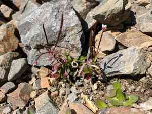 Pimpernel willowherb(Epilobium anagallidifolium)