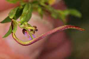 Pimpernel willowherb(Epilobium anagallidifolium)