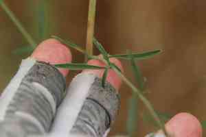 Tall Annual Willowherb(Epilobium brachycarpum)