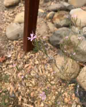 Tall Annual Willowherb(Epilobium brachycarpum)