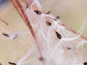 Tall Annual Willowherb(Epilobium brachycarpum)