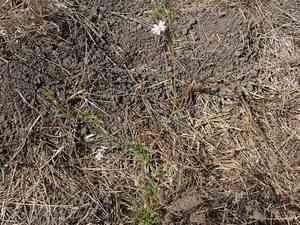 Tall Annual Willowherb(Epilobium brachycarpum)