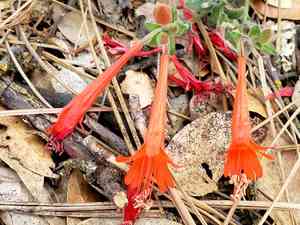 California fuchsia(Epilobium canum)