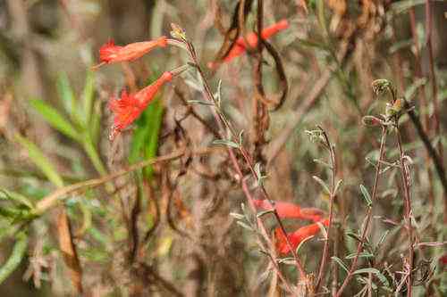 California fuchsia(Epilobium canum)
