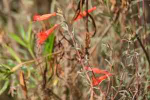 California fuchsia(Epilobium canum)