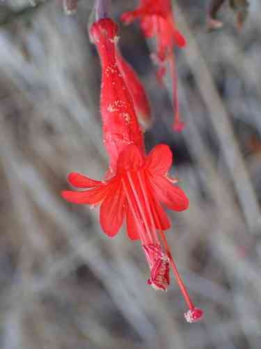 California fuchsia(Epilobium canum)