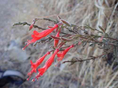 California fuchsia(Epilobium canum)