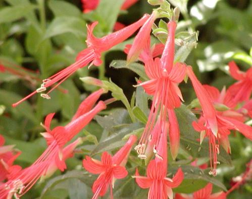 California fuchsia