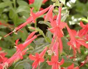 California fuchsia(Epilobium canum)