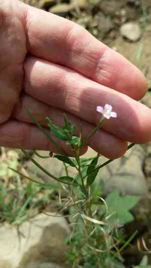 Fringed willowherb(Epilobium ciliatum)
