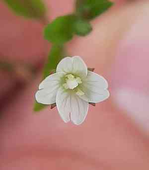 Fringed willowherb(Epilobium ciliatum)