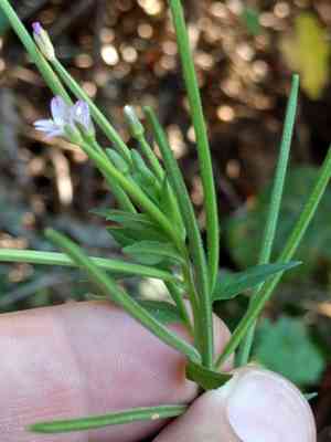 Fringed willowherb(Epilobium ciliatum)