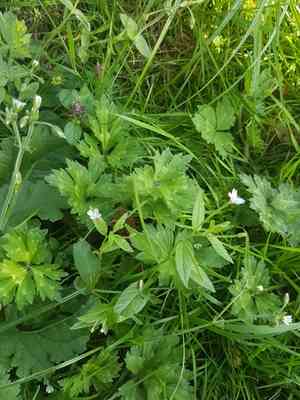Fringed willowherb(Epilobium ciliatum)